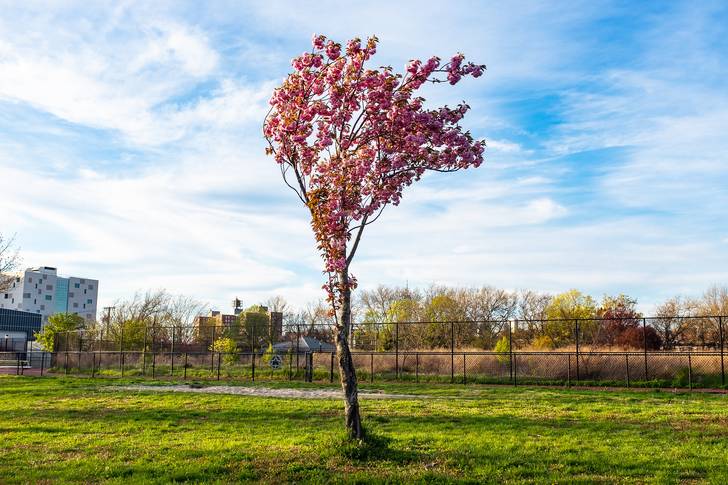 A photo of a tree in Red Hook
